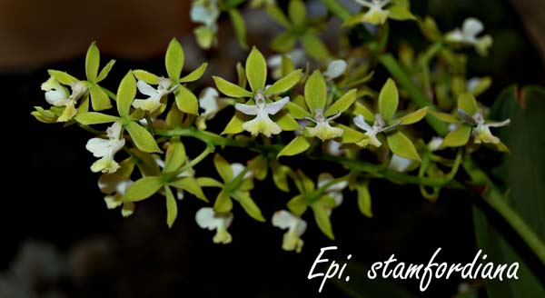 Epi. stamfordiana_2709