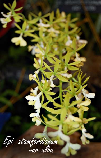 Epi. stamfordianum_2636