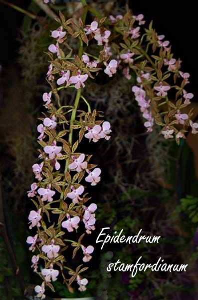 Epi. stamfordianum_2725