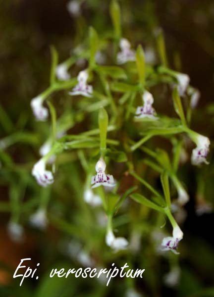 Epi. veroscriptum_5455
