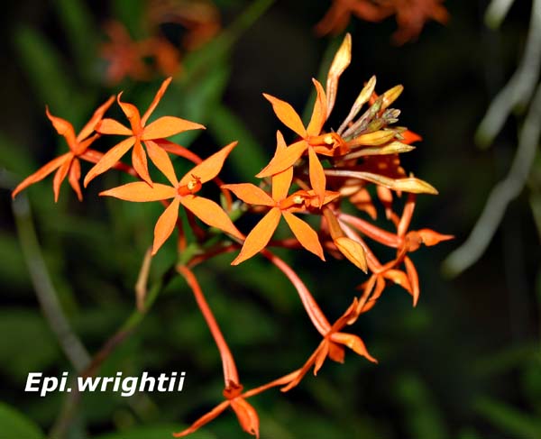 Epi. wrightii_4684