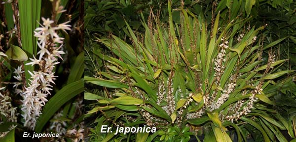 Er. japonica