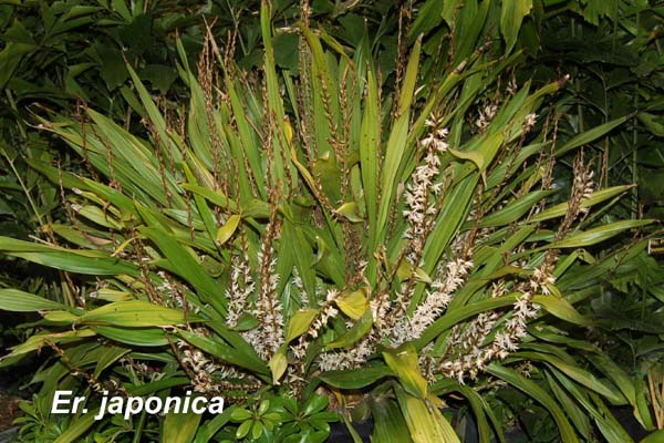 Er. japonica_2395