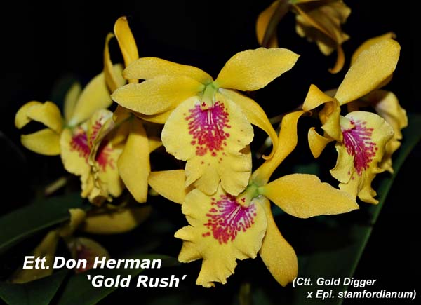 Ett. Don Herman - Gold Rush_8570