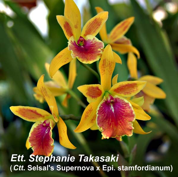 Ett. Stephanie Takasaki (Ctt. Selsals Supernova x Epi. stamfordianum)_1243