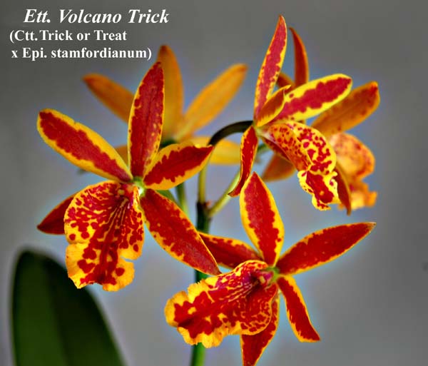 Ett. Volcano Trick (Ctt. Trick or Treat x Epi. stamfordianum)