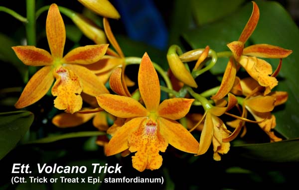 Ett. Volcano Trick_2247