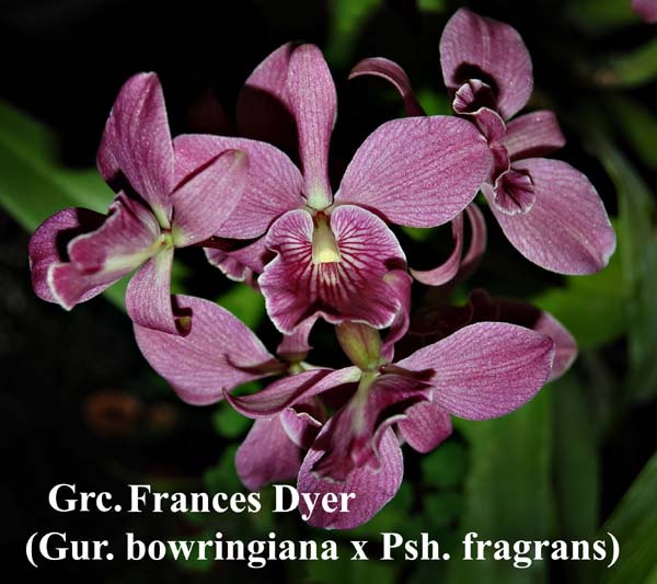 Guarechea Frances Dyer (Gur. bowringiana x Psh. fragrans)_9917