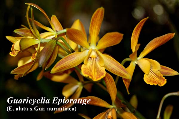 Guaricyclia Epiorange_7542