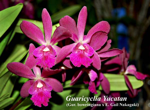 Guaricyclia Yucatan_5444
