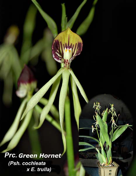 Prc. Green Hornet_3949