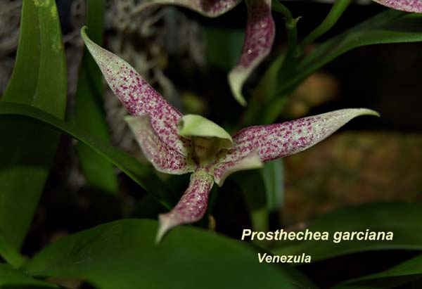 Prosthechea garciana  _5611