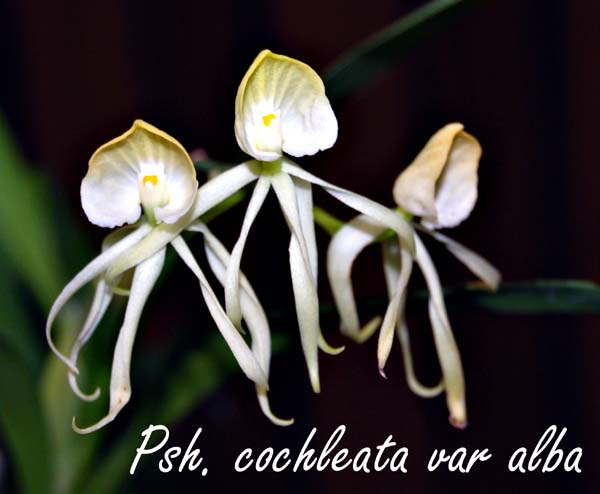 Psh. cochleata var alba_6707