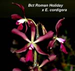 Bct. Roman Holiday x E. cordigera_3086