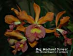 Brg. Redland Sunset (Blc. Orange Nuggett x E. cordigera)_2750