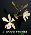 C. Tina x E. belizensis 0808