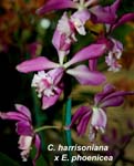 C. harrisoniana x E. phoenicea_3447