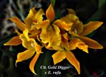 Ctt. Gold Digger x E. rufa_5815