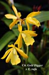 Ctt. Gold Digger x E. rufa_9470