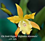 Ctt. Gold Digger x Epi. randii_5948