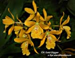 Ctt. Gold Digger x Epi. standfordianum_5710