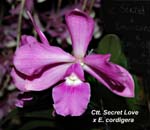 Ctt. Secret Love x E. cordigera_0029