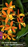 Ctt. Trick or Treat x Epi. stamfordianum_4292
