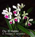 Cty. El Hatillo (C. mossiae x E. tampensis)_0931
