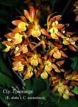 Cty. Epiorange (E. alata x C. aurantiaca)_9641