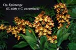 Cty. Epiorange (E. alata x C. aurantiaca)_9705