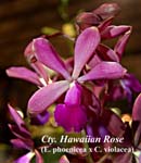 Cty. Hawaiian Rose (E. phoenicea x C. violacea)_7074