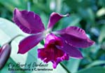 Cty. Heart of Darkness (Enc. cordigeria x C. tenebrosa)_0497