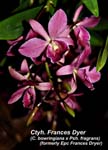 Ctyh. Frances Dyer (C. bowringiana x Psh. fragrans)_0031