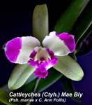 Ctyh. Mae Bly 2453