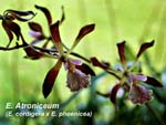 E. Atroniceum (E. cordigera x E. phoenicea)_3617
