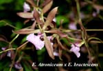 E. Atroniceum x E. bractescens_5910