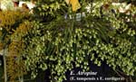 E. Atropine _0837
