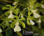 E. Atropine _0839