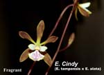 E. Cindy (E. tampensis x E. alata)_3686