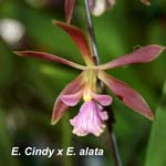 E. Cindy x E. alata_3421