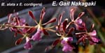 E. Gail Nakagaki (E. alata x E. cordigera)_3683