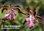 E. Gail Nakagaki_6570
