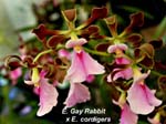 E. Gay Rabbi x E. cordigera_0422