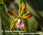 E. Grand Bahamas (E. plicata x tampensis) 5514
