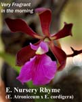 E. Nursery Rhyme (E. Atroniceum x E. cordigera) 6584