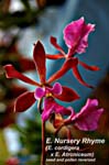 E. Nursery Rhyme (E. cordigera x E. Atroniceum) 2745