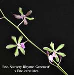 E. Nursery Rhyme x Enc. ceratistes 1934
