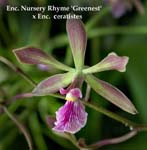E. Nursery Rhyme x Enc. ceratistes 2025