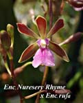 E. Nursery Rhyme x Enc. rufa_0165