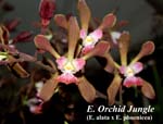 E. Orchid Jungle (E. alata x E. phoenicea)_6055